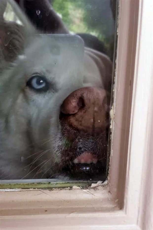 funny pets want to get in 21 Pets Pulling Every Trick For Entry (22 photos)