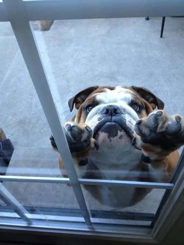 funny pets want to get in 4 Pets Pulling Every Trick For Entry (22 photos)
