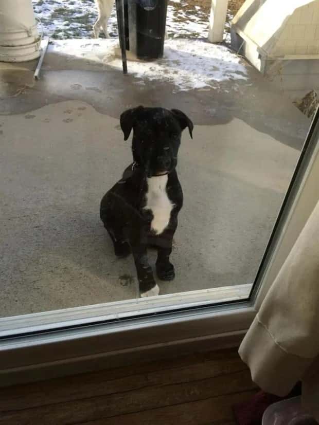 funny pets want to get in 5 Pets Pulling Every Trick For Entry (22 photos)