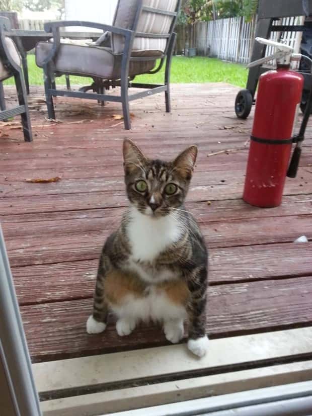 funny pets want to get in 9 Pets Pulling Every Trick For Entry (22 photos)