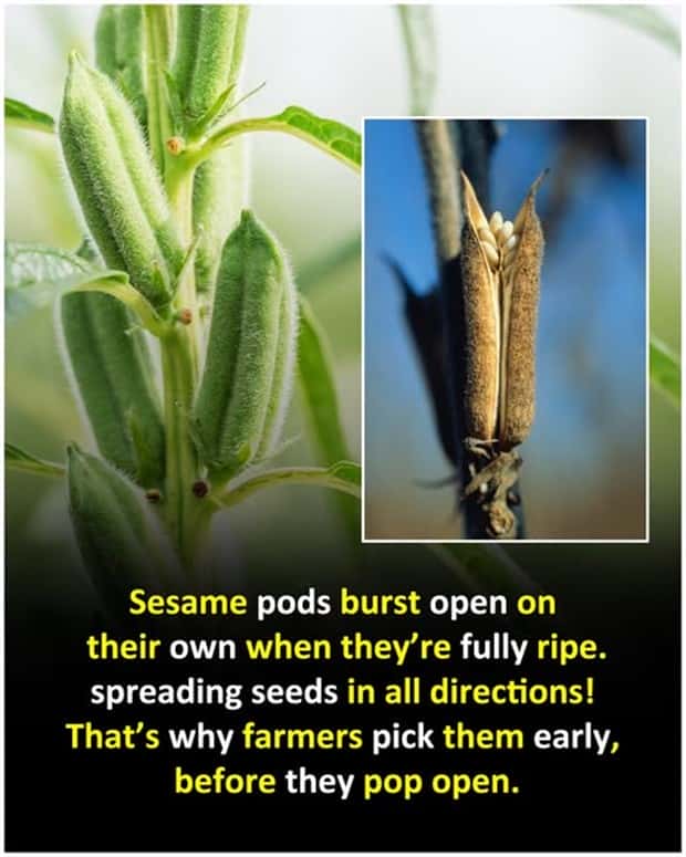 Cool and Interesting Facts #464 (25 photos)