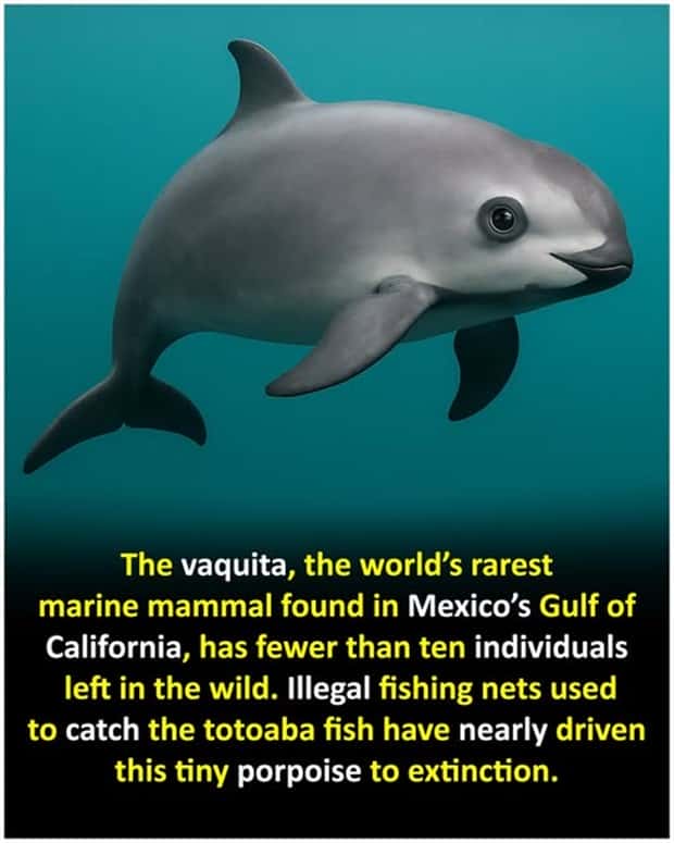 Cool and Interesting Facts #464 (25 photos)