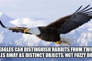 Cool and Interesting Facts #465 (18 photos)