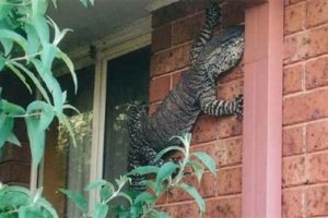Scary Creatures You Only Find in Australia (22 photos)