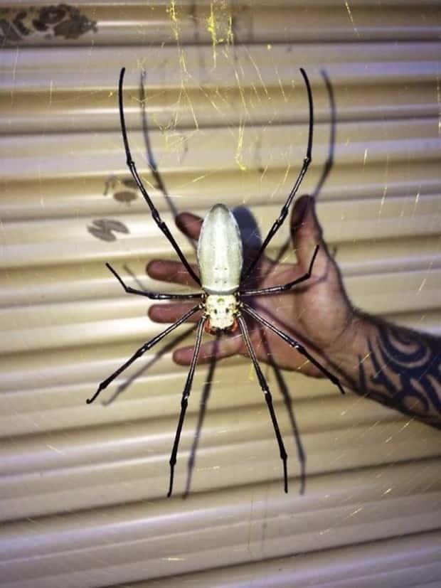 Scary Creatures You Only Find in Australia (22 photos)