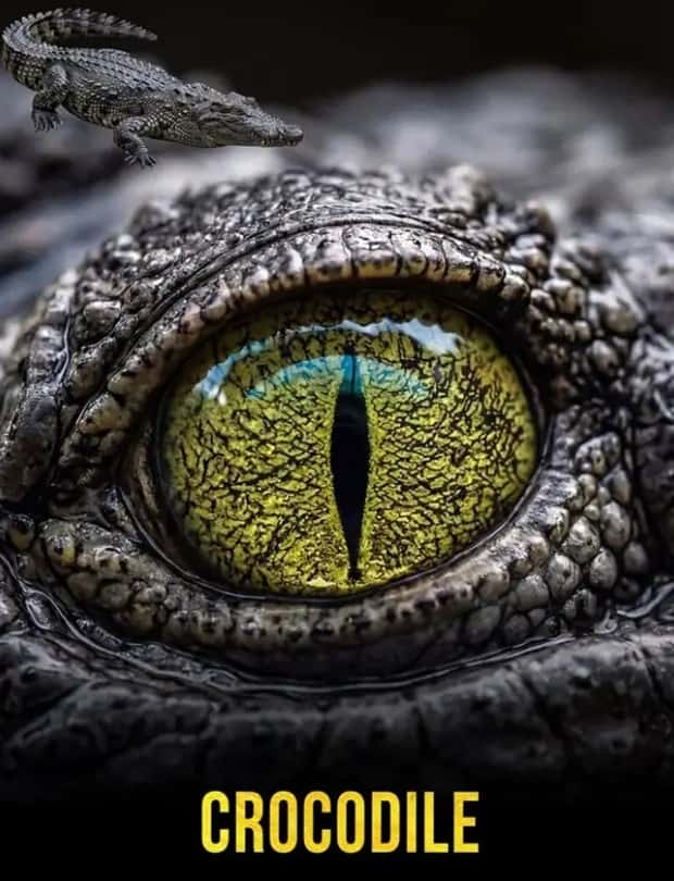 Hypnotic Eyes in the Animal Kingdom (10 photos)