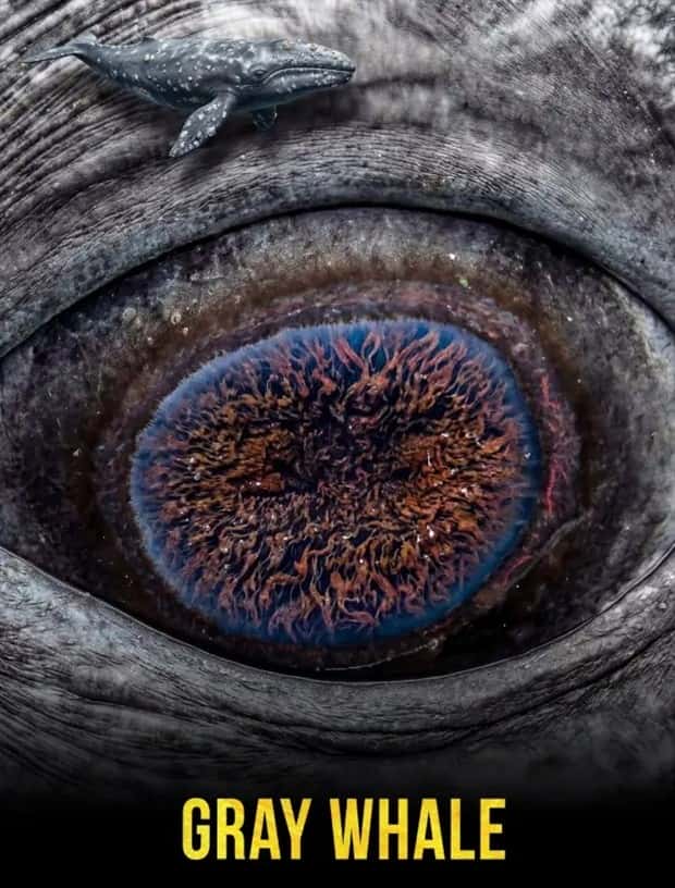 Hypnotic Eyes in the Animal Kingdom (10 photos)