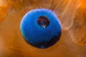 Hypnotic Eyes in the Animal Kingdom (10 photos)