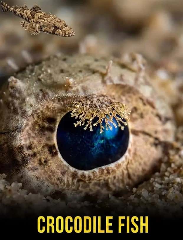 Hypnotic Eyes in the Animal Kingdom (10 photos)