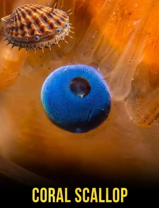 Hypnotic Eyes in the Animal Kingdom (10 photos)