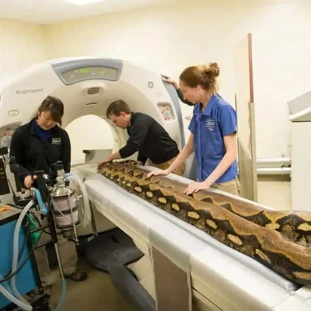 animals ct scan 1 21 Animals Who Needed a CT Scan (21 photos)