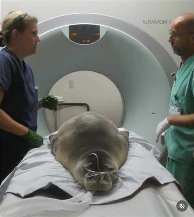animals ct scan 12 21 Animals Who Needed a CT Scan (21 photos)