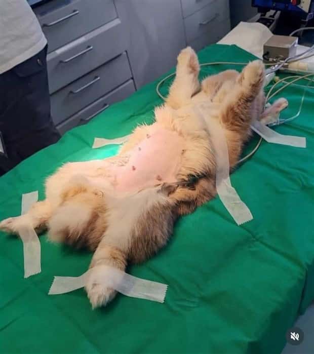 animals ct scan 13 21 Animals Who Needed a CT Scan (21 photos)