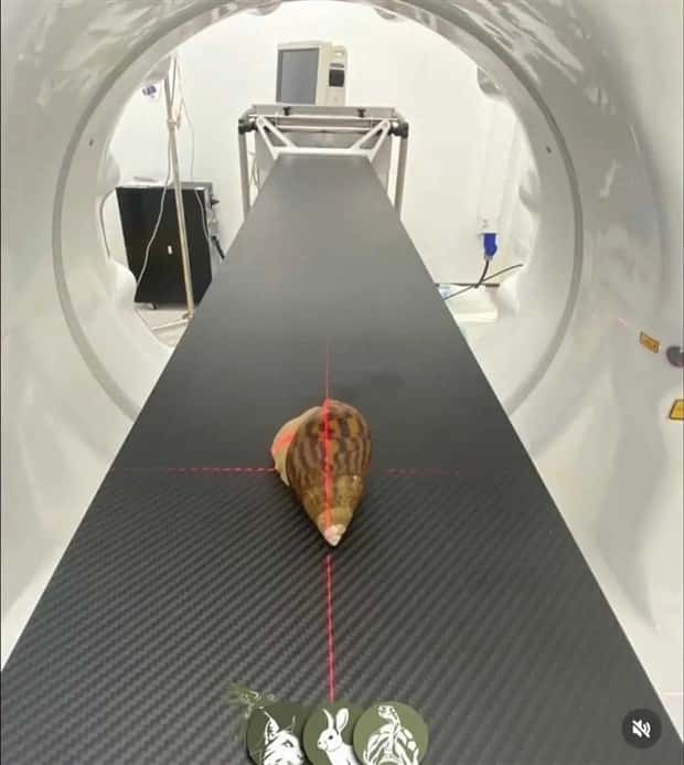 animals ct scan 15 21 Animals Who Needed a CT Scan (21 photos)