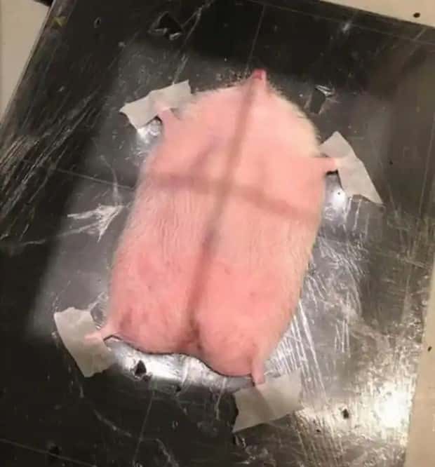 animals ct scan 16 21 Animals Who Needed a CT Scan (21 photos)