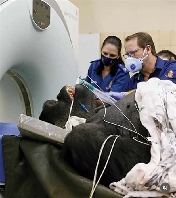 animals ct scan 18 21 Animals Who Needed a CT Scan (21 photos)