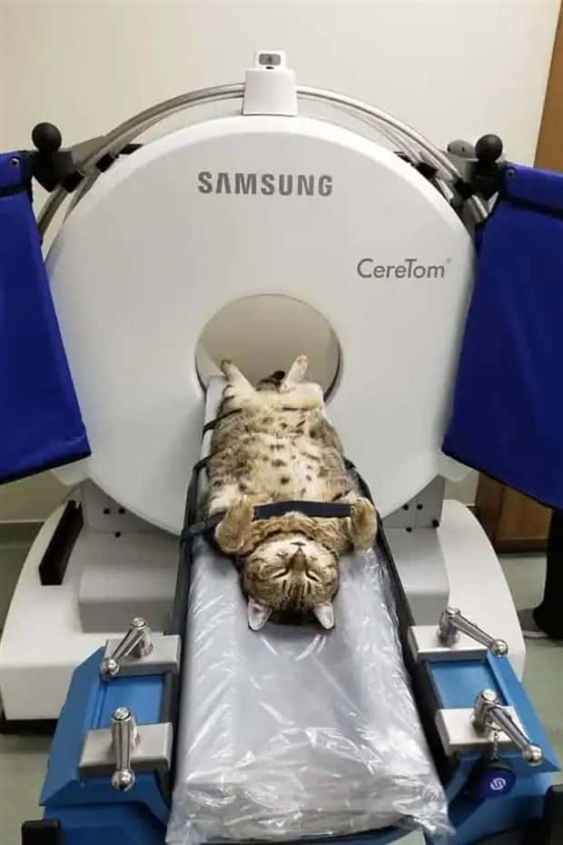 animals ct scan 19 21 Animals Who Needed a CT Scan (21 photos)