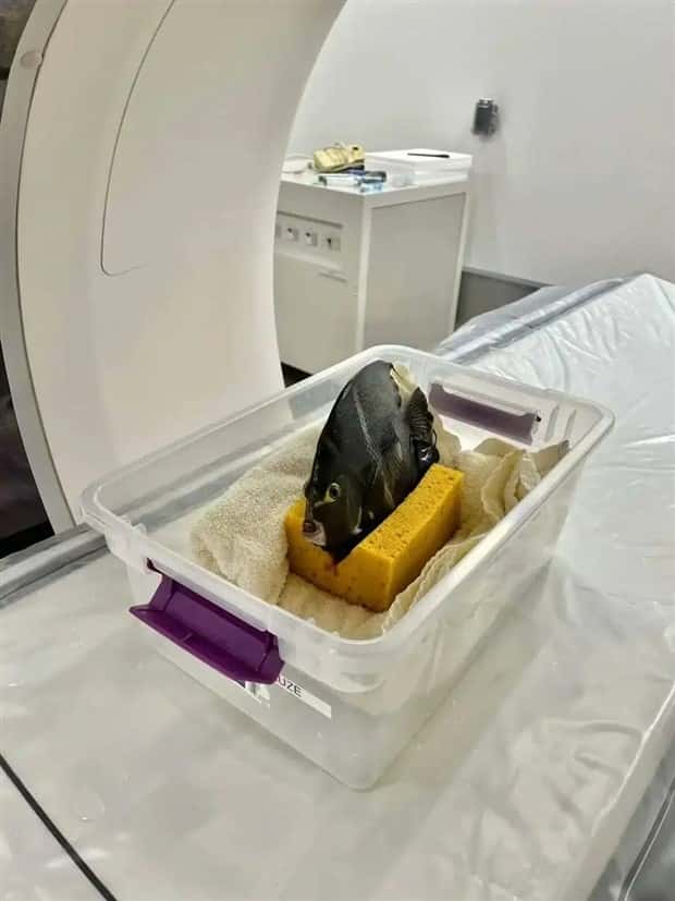 animals ct scan 2 21 Animals Who Needed a CT Scan (21 photos)
