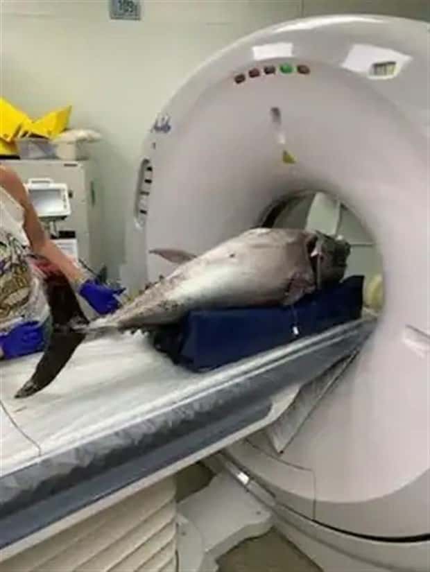 animals ct scan 20 21 Animals Who Needed a CT Scan (21 photos)