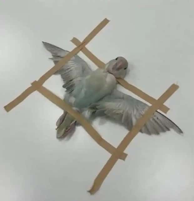 animals ct scan 21 21 Animals Who Needed a CT Scan (21 photos)