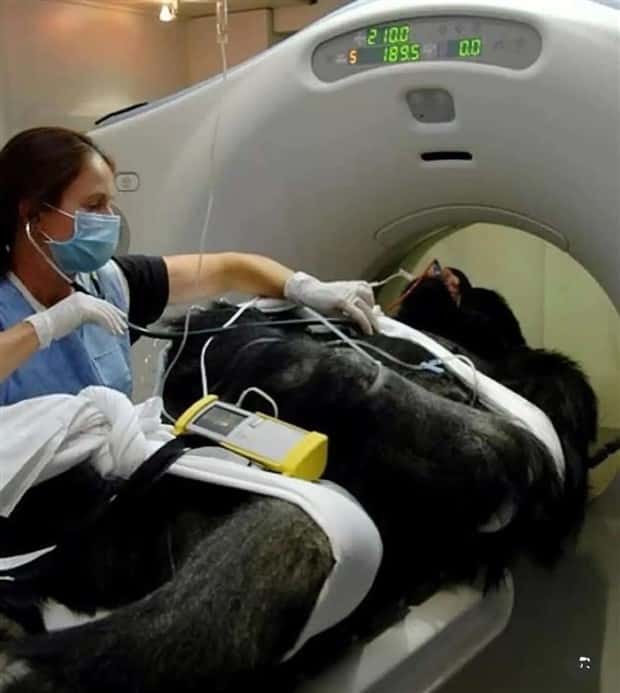 animals ct scan 4 21 Animals Who Needed a CT Scan (21 photos)