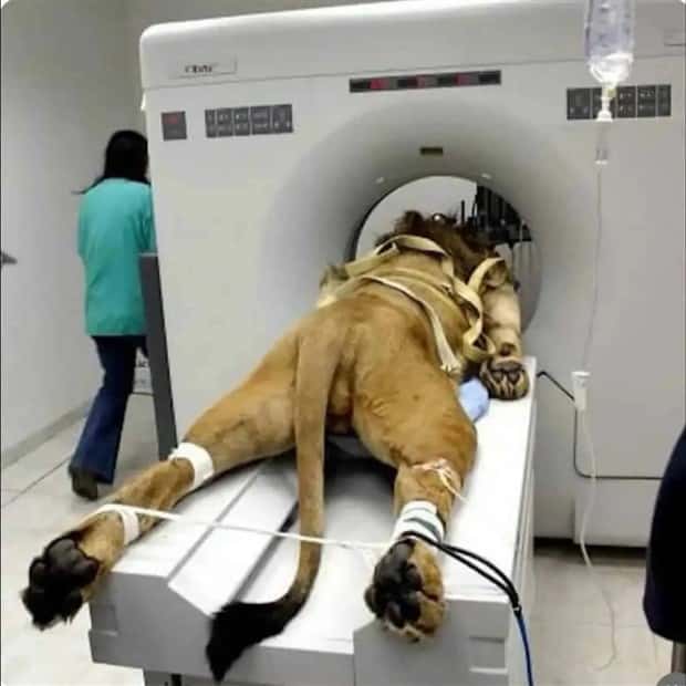 animals ct scan 5 21 Animals Who Needed a CT Scan (21 photos)