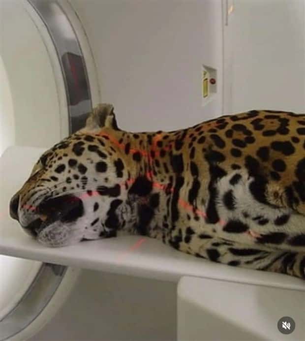 animals ct scan 7 21 Animals Who Needed a CT Scan (21 photos)