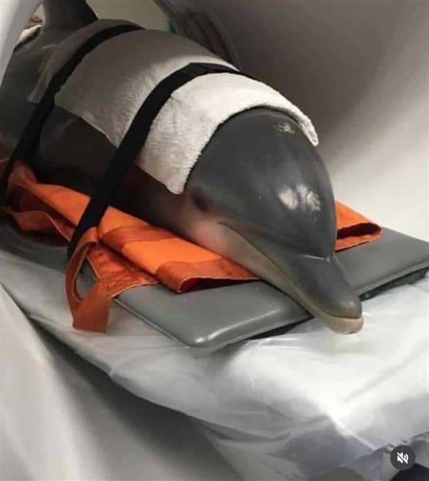 animals ct scan 9 21 Animals Who Needed a CT Scan (21 photos)