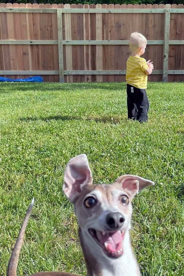When Animals Master The Photobomb Game (25 photos)