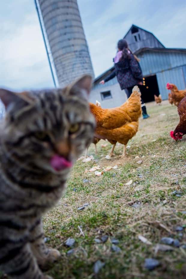 When Animals Master The Photobomb Game (25 photos)