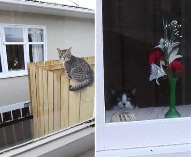 When Animals Master The Photobomb Game (25 photos)