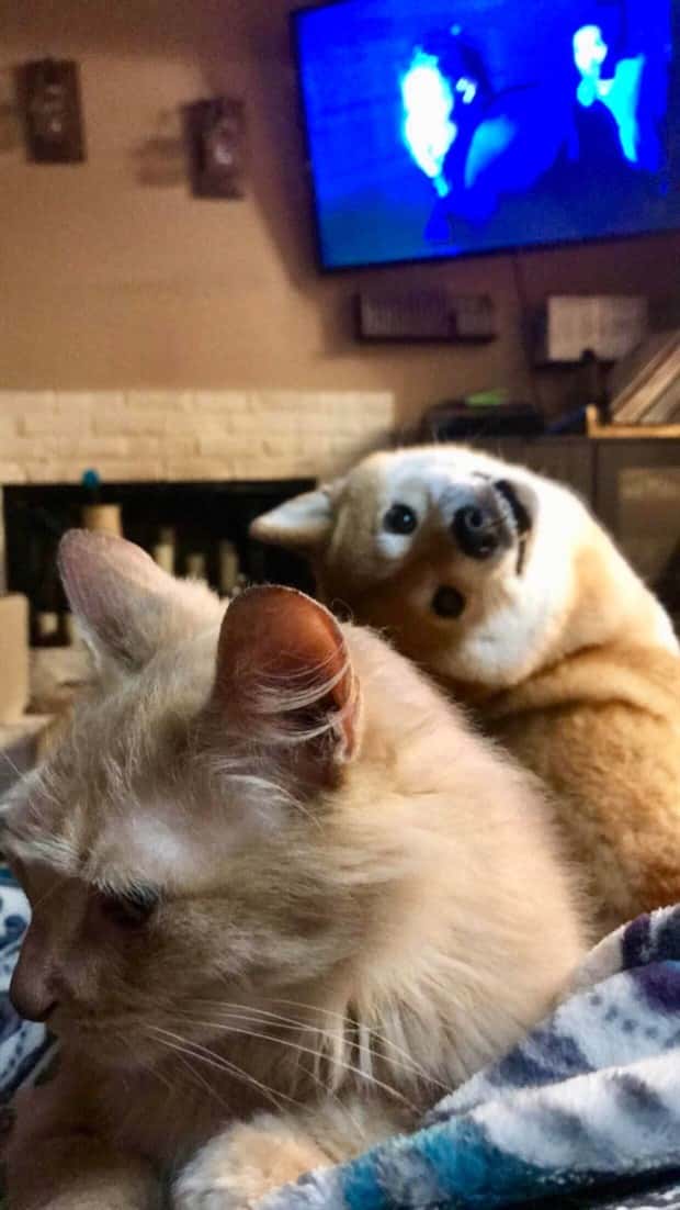 When Animals Master The Photobomb Game (25 photos)