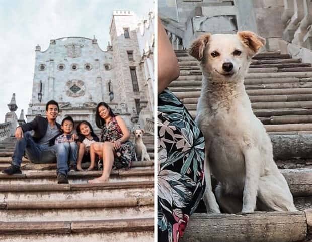 When Animals Master The Photobomb Game (25 photos)
