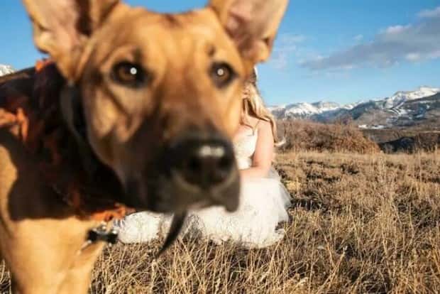 When Animals Master The Photobomb Game (25 photos)