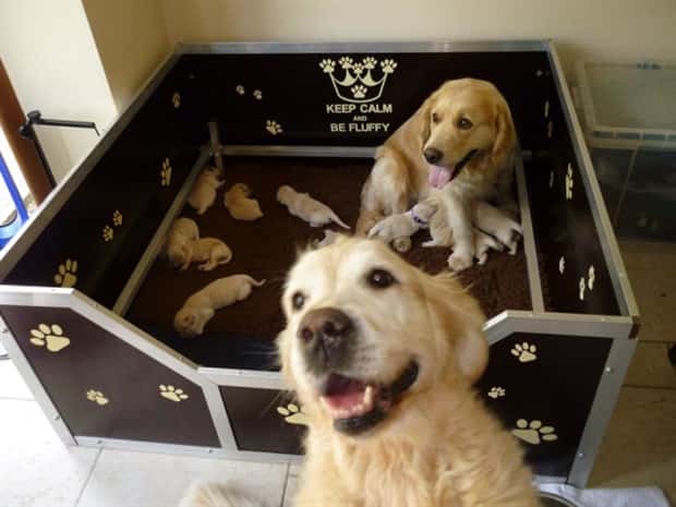 When Animals Master The Photobomb Game (25 photos)