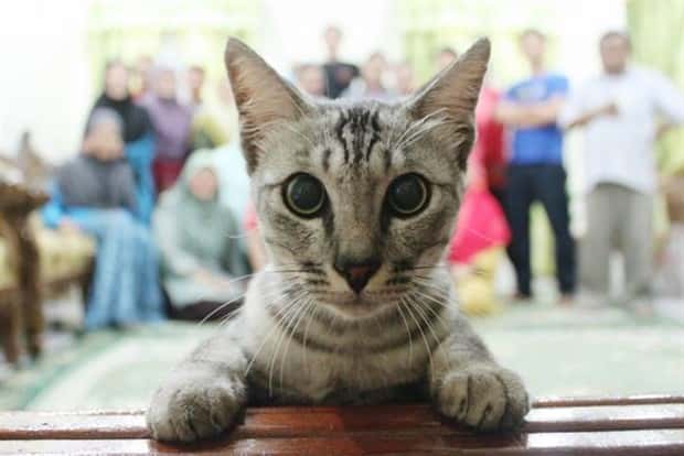 When Animals Master The Photobomb Game (25 photos)