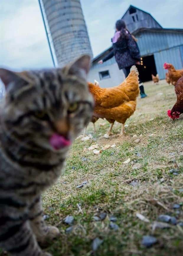 When Animals Master The Photobomb Game (25 photos)