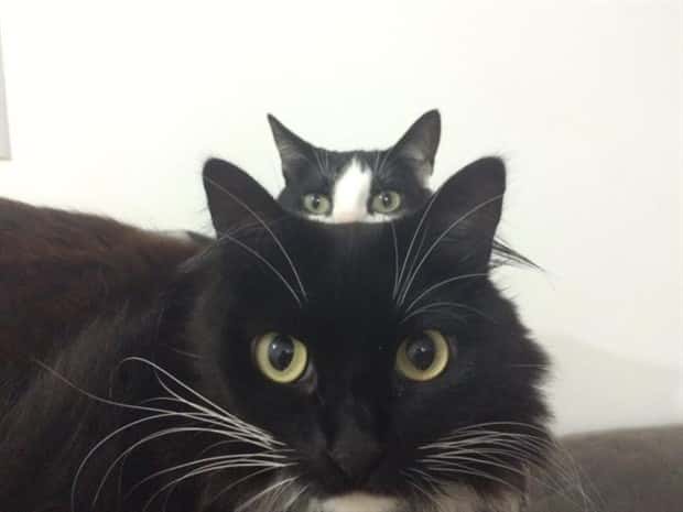 When Animals Master The Photobomb Game (25 photos)