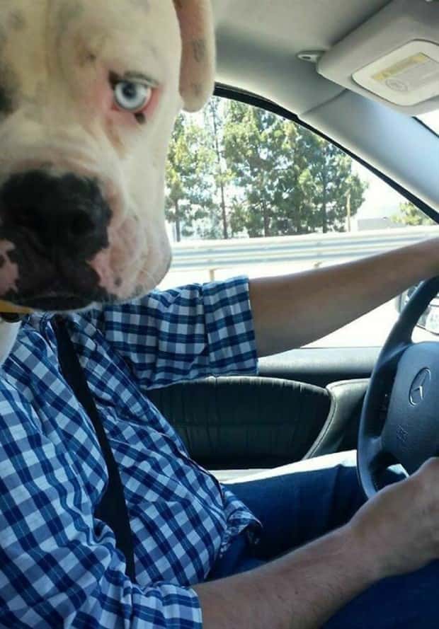 When Animals Master The Photobomb Game (25 photos)