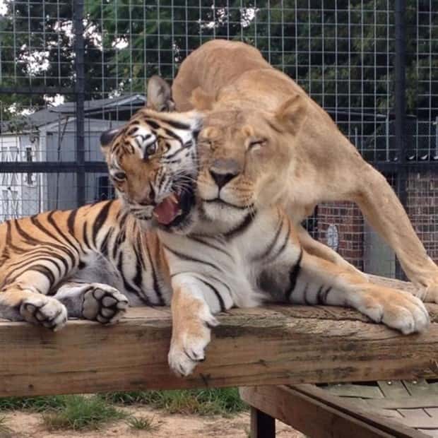 Awesome Pictures You Shouldn’t Miss #191 (22 photos)