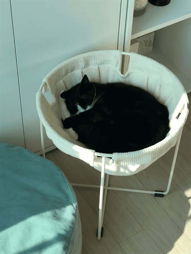 Elevate Your Home With Cat Furniture (40 photos)