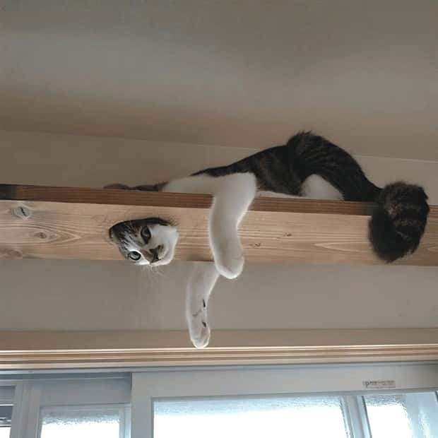 Elevate Your Home With Cat Furniture (40 photos)