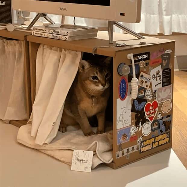 Elevate Your Home With Cat Furniture (40 photos)