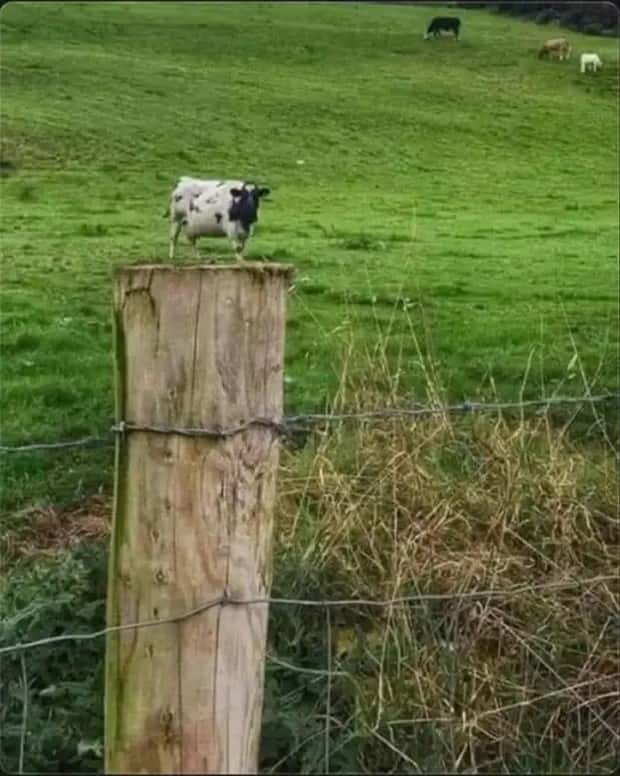 30 Shots Taken From Perfectly Confusing Angles (30 photos)