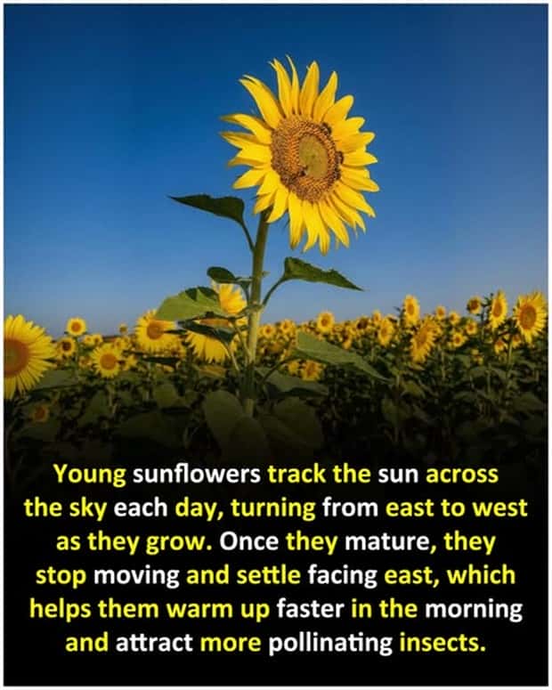 Cool and Interesting Facts #468 (24 photos)