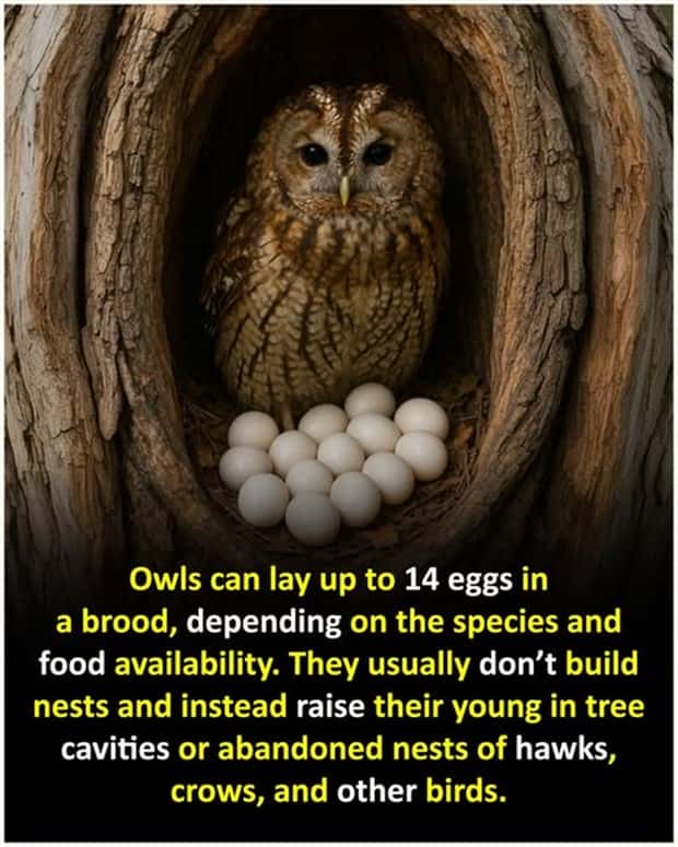Cool and Interesting Facts #468 (24 photos)
