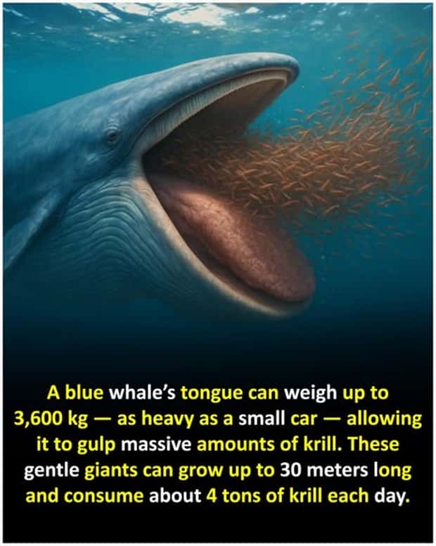 Cool and Interesting Facts #468 (24 photos)