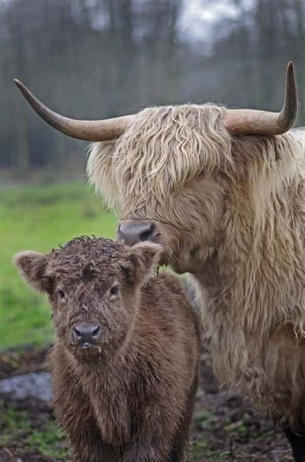 Get Ready for Funny Animals #426 (20 photos)