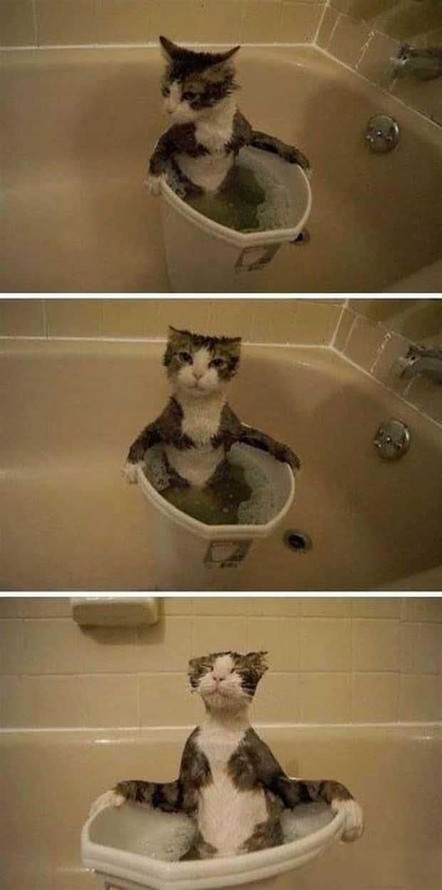 Get Ready for Funny Animals #427 (24 photos)