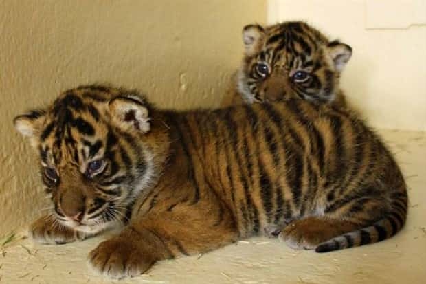 Get Ready for Funny Animals #427 (24 photos)